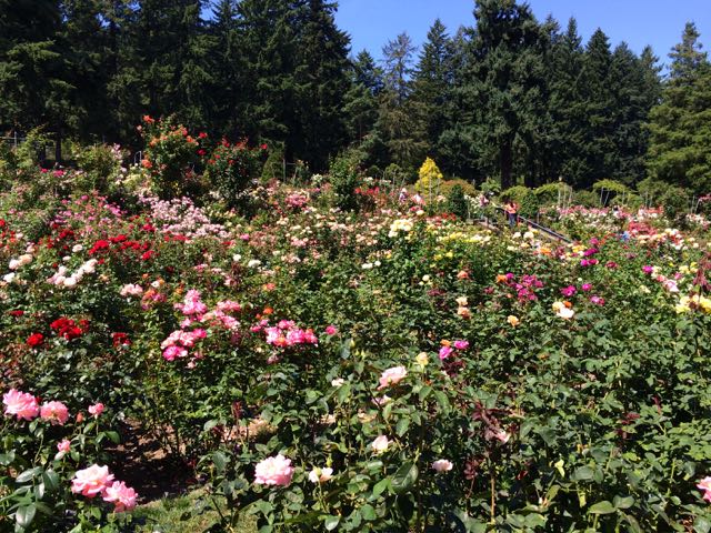 Portland, International Rose Test Garden