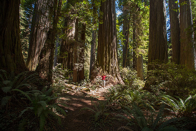 redwood-nationalpark-grosser-baum