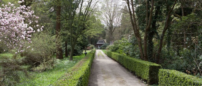 In der Seqiouafarm in Kaldenkirchen wachen über 60 Jahre alte Mammutbäume