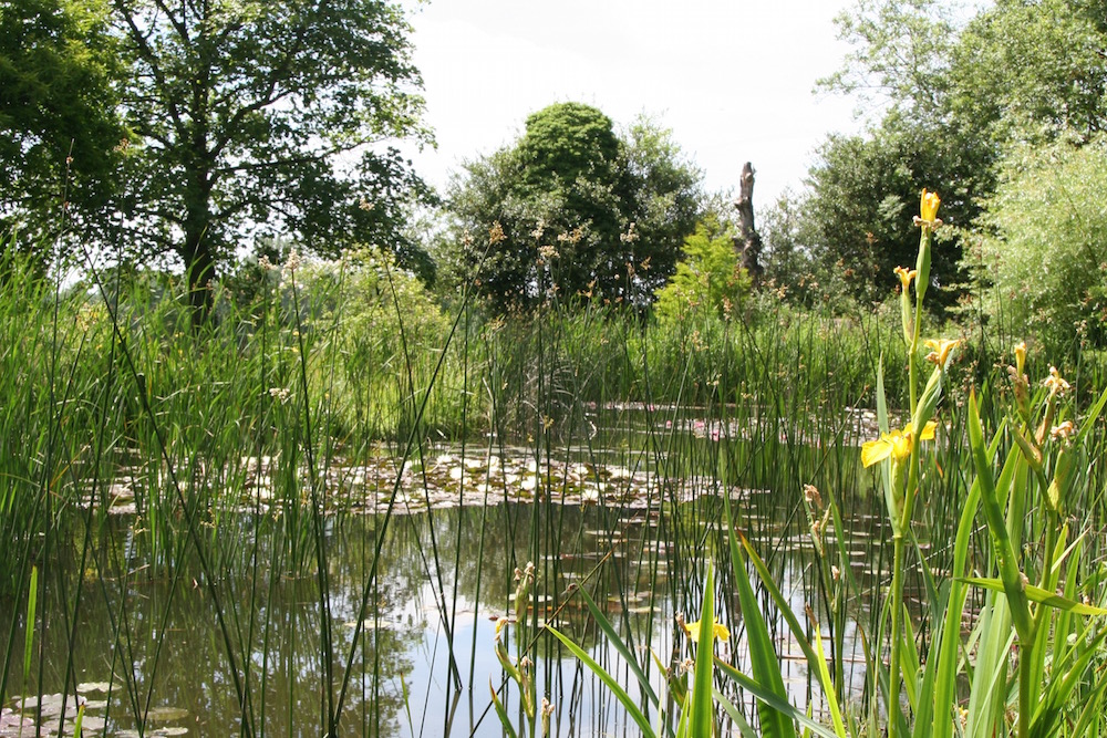godinton-wild-garden-pond