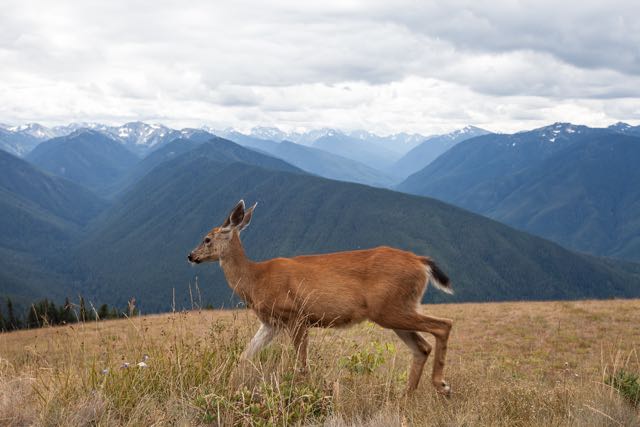 Hirsch am Hurricane Ridge