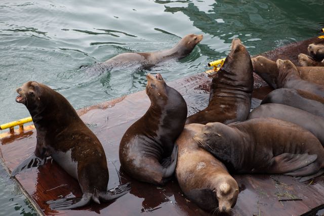 Sea Lions