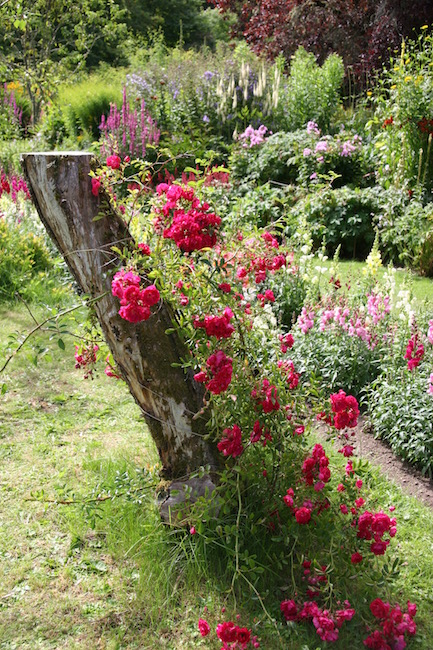 Rose an abgestorbenem Baum