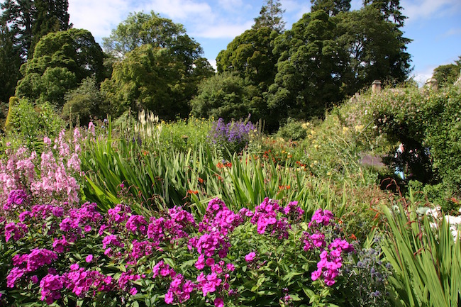 Phlox