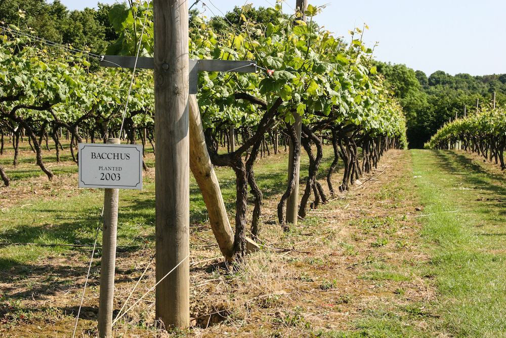 Ein Schild vor den Weinstöcken. Darauf steht "Bacchus"