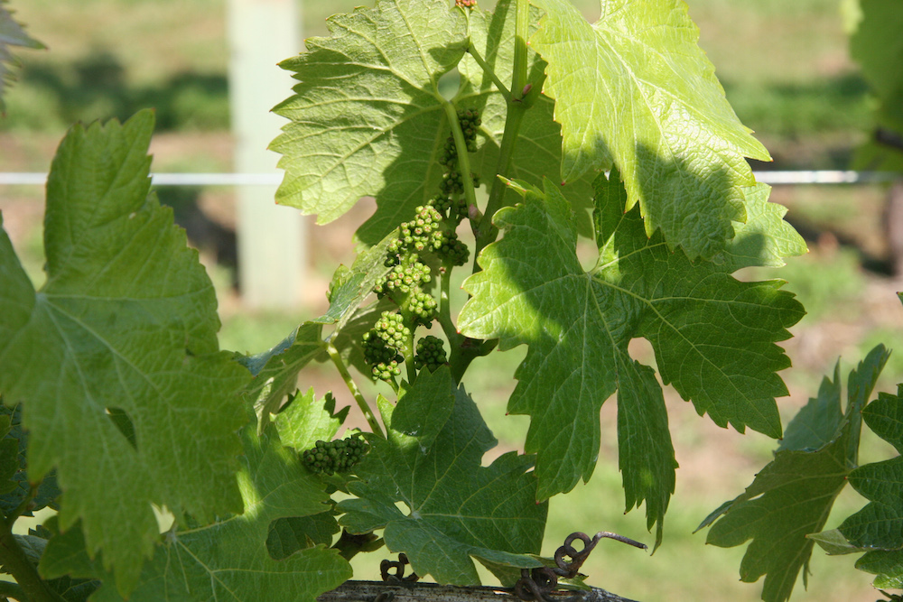 Zartgrüne Blätter und eine kleine Weindolde