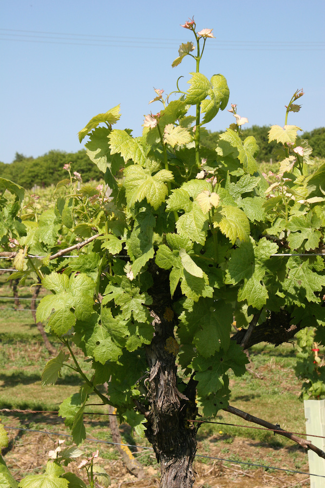 Zartgrüne Weinrebe mit sehr kleinen Weindolden