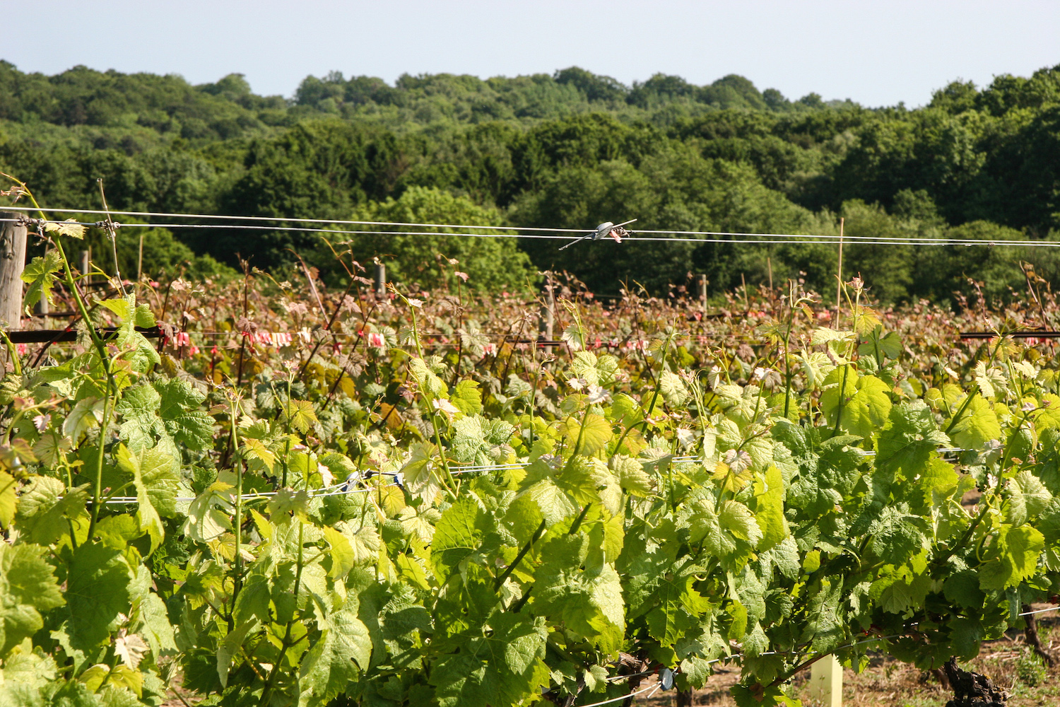 Weinreben im Vordergrund, dahinter Wald