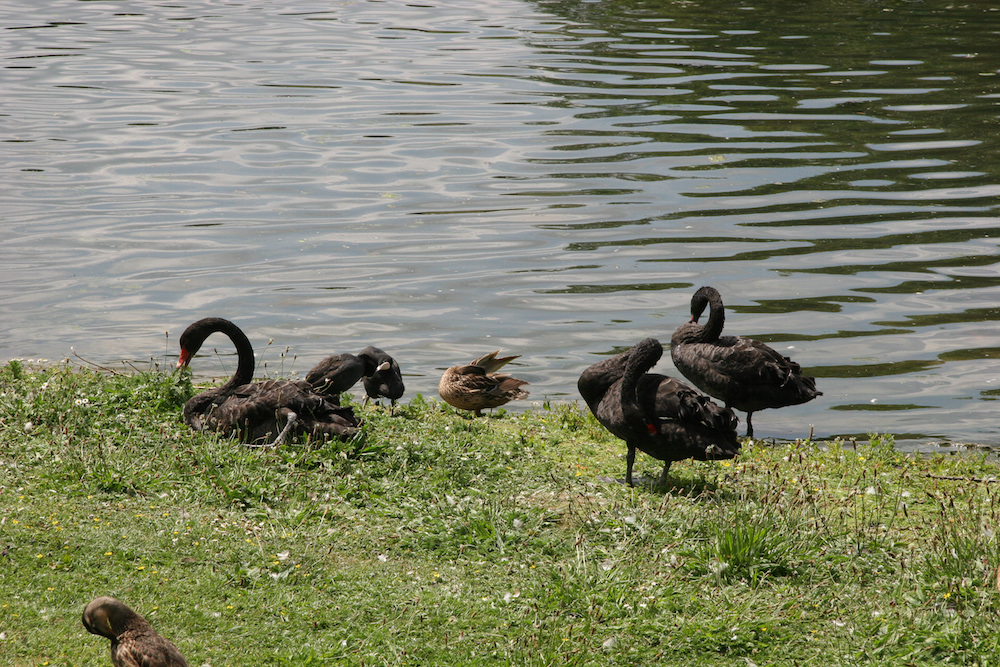 Mehrere schwarze Schwäne