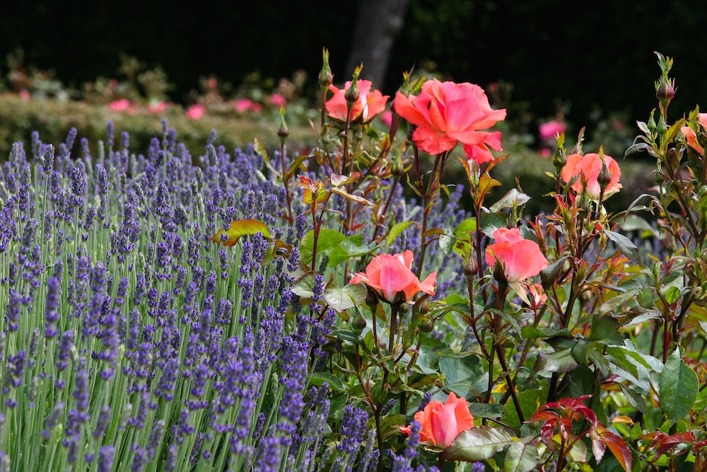 Rosen und Lavendel