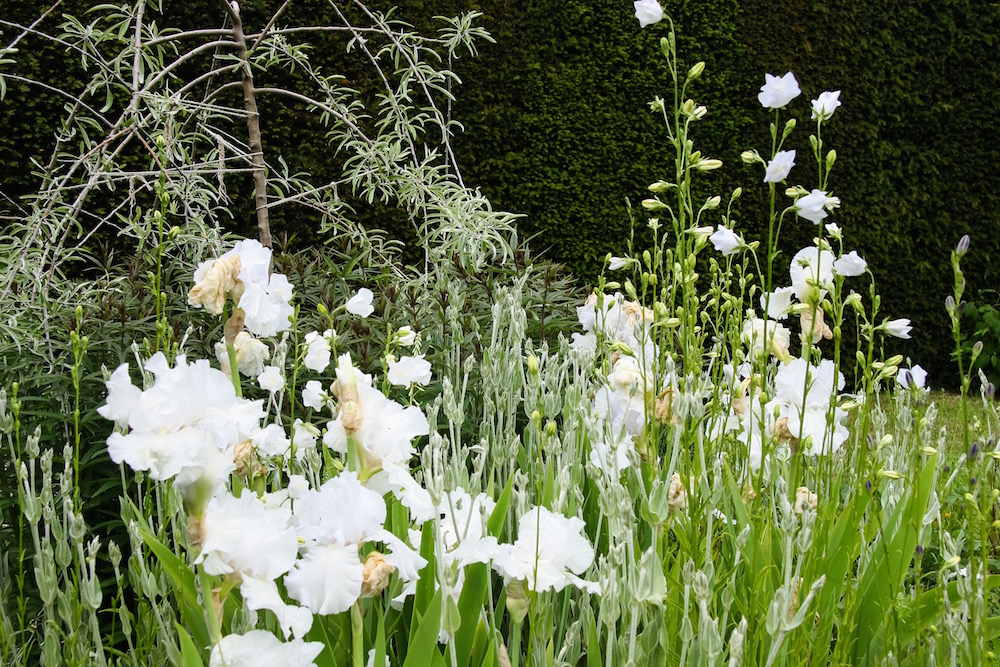 Weiße Glockenblumen