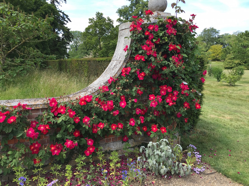 Eine wunderschöne rote Kletterrose an einer ungefähr 2m hohen Wand