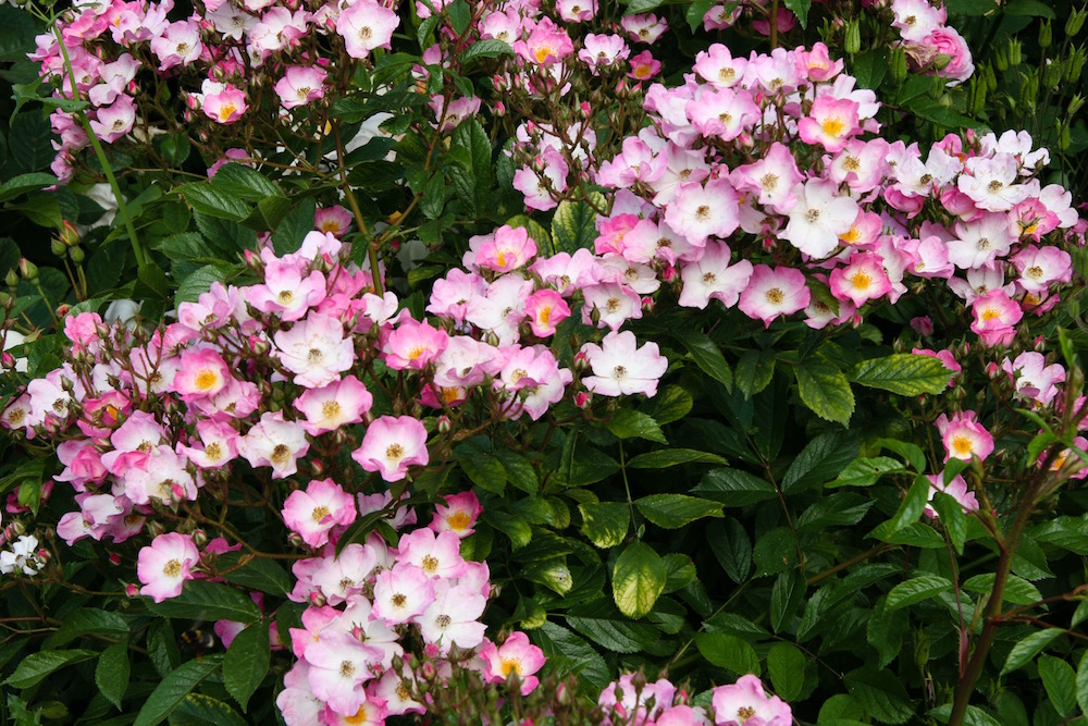 Zarte Rosenblüten im Mount Ephraim Garten