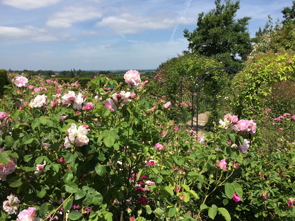 Rosen in allen Farben und Formen