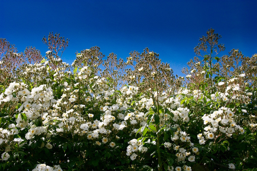 EIn Meer aus weiße Rosen