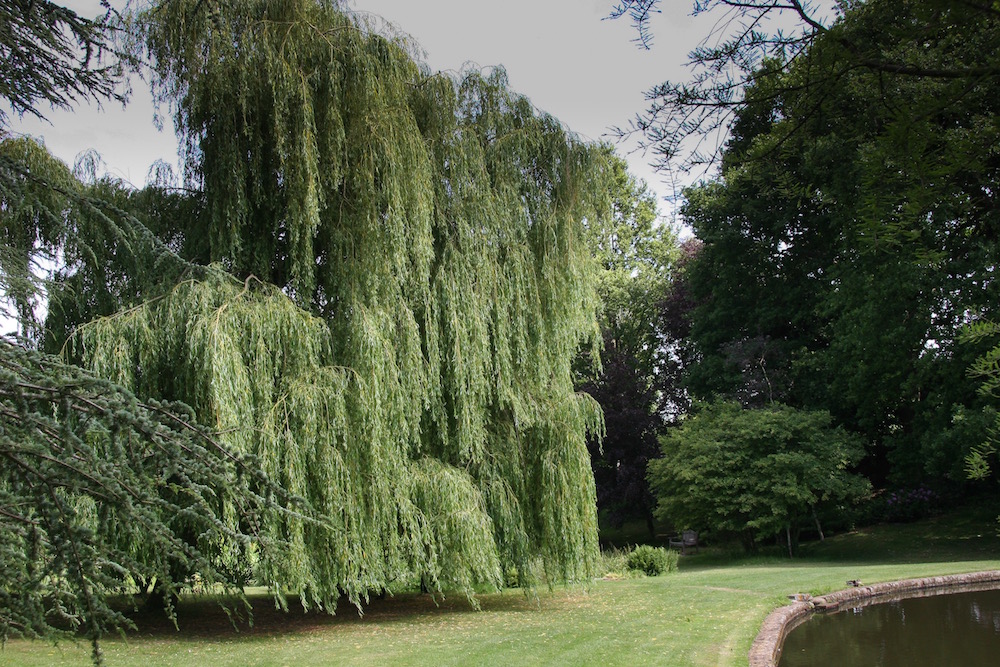 Eine große, freistehende Trauerweide