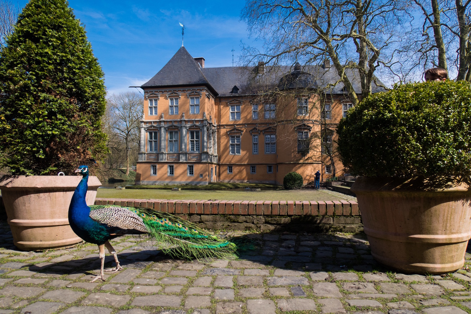 Ein Pfau vor dem Renaissancegebäudes von Schloss Rheydt