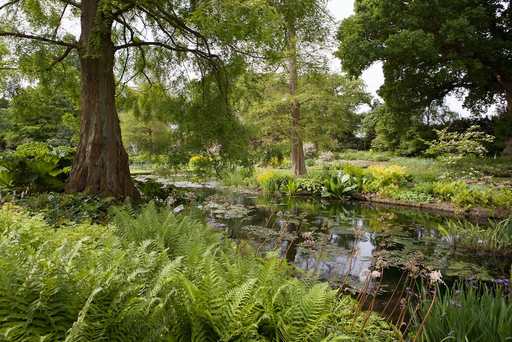 Farngewächse, eine Zypresse, ein Teich