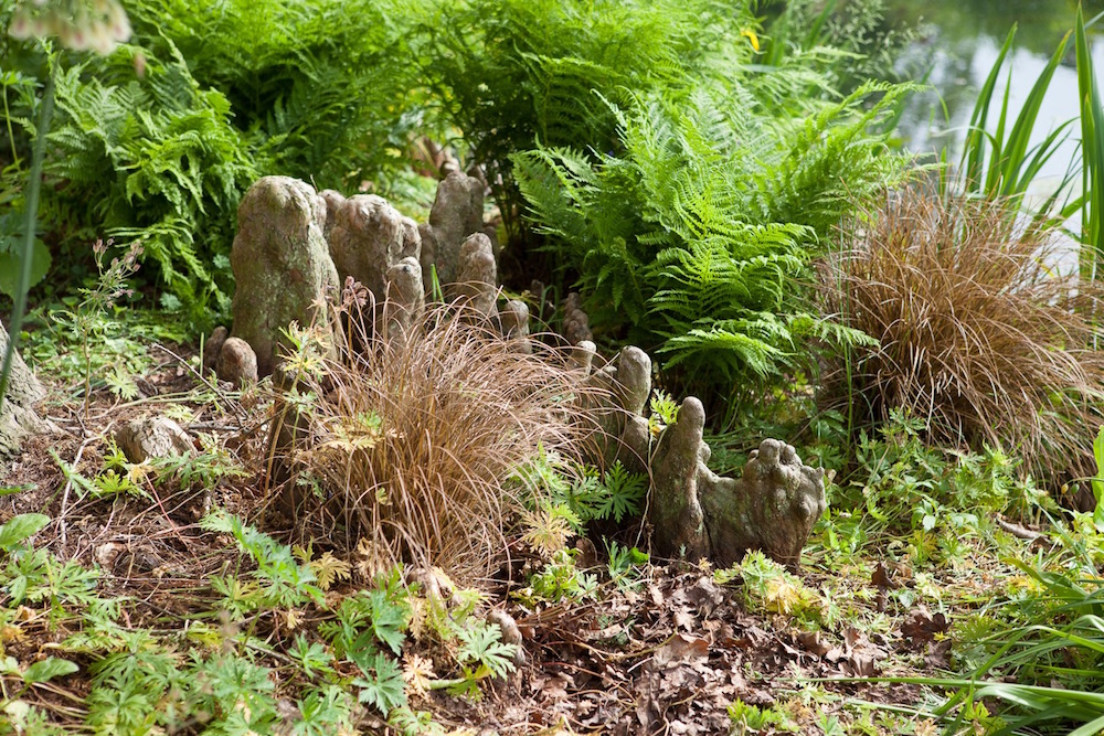 Knubbelige Teile der Wurzeln ragen aus dem Boden