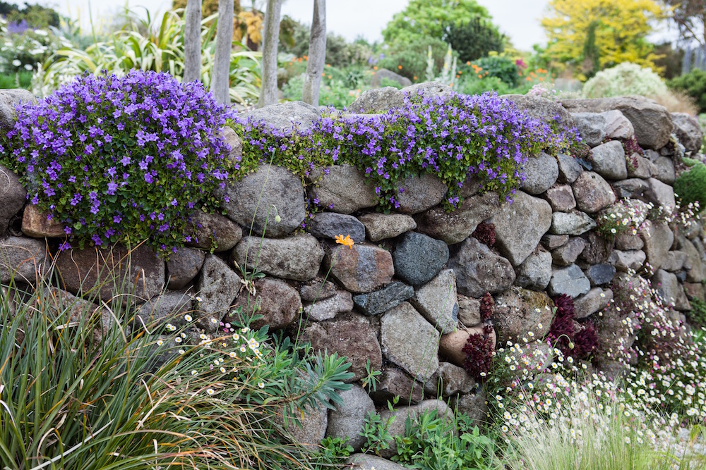 Eine Steinmauer die mit blauen Glockenblümchen bepflanzt ist