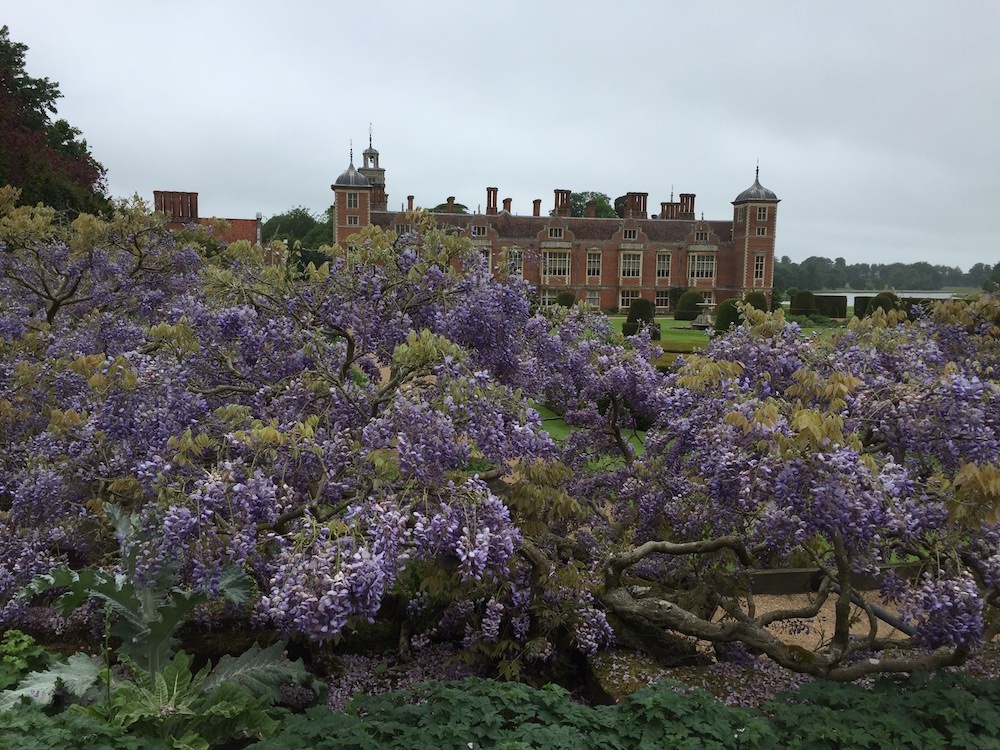 Blauregen Blickling Hall