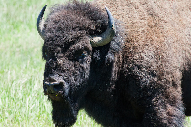 Bisons laufen einem überall über den Weg