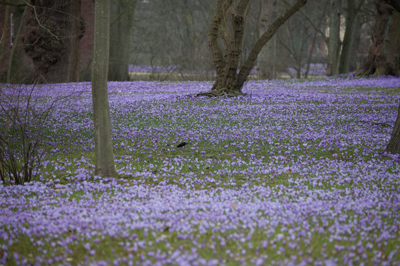 In Husum im Schlosspark blühen seit dem 17.Jahrhundert im Frühling Millionen Krokusse
