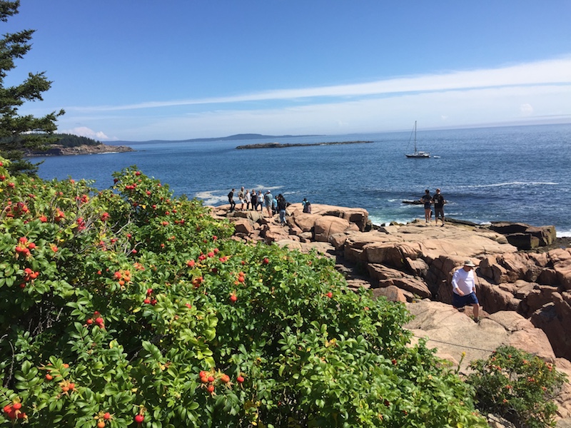 Auf der Park Loop Road kann man an unterschiedlichen Punkten halten, wie zum Beispiel am Thunder Hole 