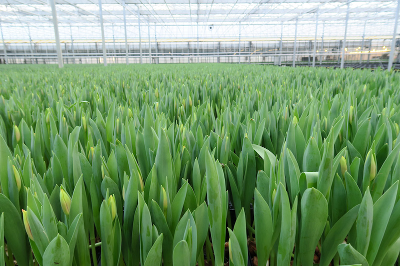 ... um am Ende eine fertige, pflückreife Tulpe zu sein.