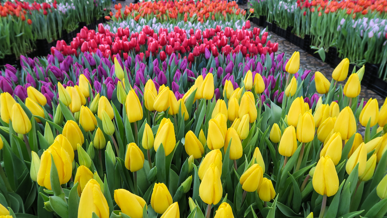 Besuch beim Tulpenzüchter: wo kommen unsere Tulpen her?