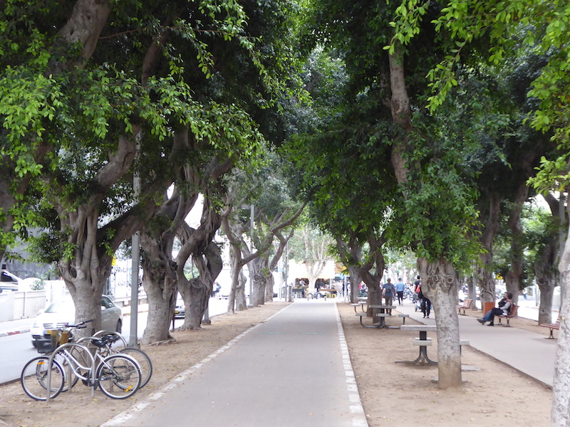 Knorrige Bäume säumen den Rothschild-Boulevard