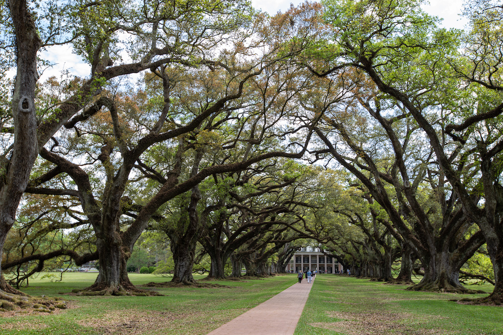 Die Oak Alley Plantation ist bestimmt die meist fotografierte Plantage in den Südstaaten. Ihren Namen hat sie von der 400 m langen Eichenallee, die vom Ufer des Mississippi bis zum Eingang geht