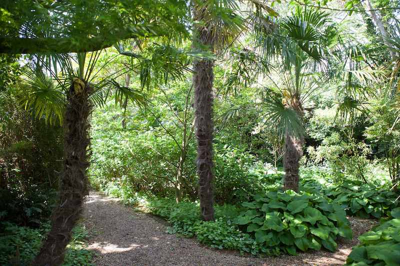 Palmen und Farne im North Garden.