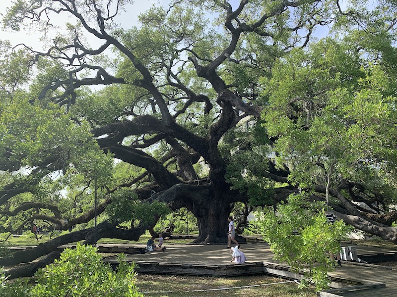 Die 250 Jahre alte Treaty Oak in Jacksonville, Florida