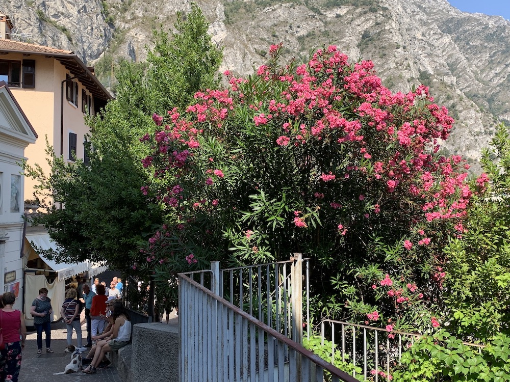 Oleander, soweit das Auge reicht.