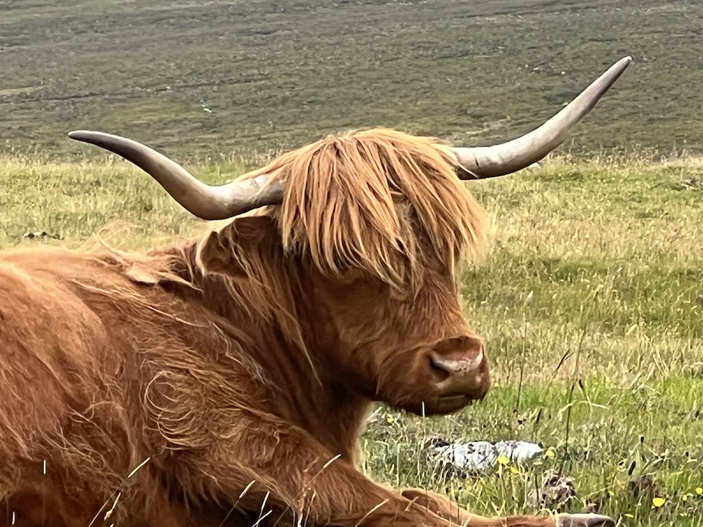 Highland Cow