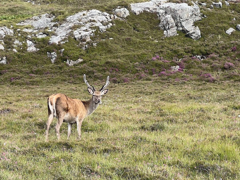 Ein Hirsch am Straßenrand